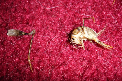 Carpet prawn