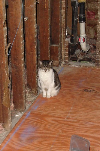 Catspection